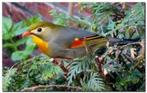 japanse nachtegalen., Animaux & Accessoires, Oiseaux | Oiseaux Autre, Plusieurs animaux, Oiseau tropical