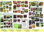 FRUITBOMEN: APPELS, PEREN, PRUIMEN, KERSEN, NASHI, KWEE,..., Tuin en Terras, Planten | Fruitbomen, Lente, 100 tot 250 cm, Ophalen of Verzenden