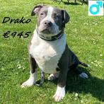"Drako" American XL Bully reu te koop, Dieren en Toebehoren, 15 weken tot 1 jaar, Buitenland, CDV (hondenziekte), Eén hond