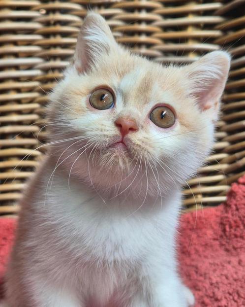 Brits korthaar katertje, Dieren en Toebehoren, Katten en Kittens | Raskatten | Korthaar, Kater, 0 tot 2 jaar, Met stamboom, Gechipt