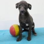 Italiaanse Windhond - Belgische pups te koop, Dieren en Toebehoren, Honden | Windhonden, CDV (hondenziekte), Meerdere, 8 tot 15 weken