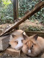 Jonge langharige leeuwenkop Dwergkonijntjes, Dieren en Toebehoren, Konijnen, Meerdere dieren, Dwerg, 0 tot 2 jaar