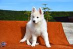 Zwitserse Witte Herder pup, Dieren en Toebehoren, Honden | Herdershonden en Veedrijvers, België, CDV (hondenziekte), 8 tot 15 weken