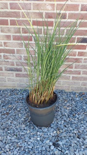 Chinees prachtriet, Tuin en Terras, Planten | Tuinplanten, Ophalen, Volle zon, Vaste plant, Siergrassen