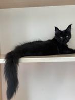 Prachtige Maine Coon kittens met stamboom!, Dieren en Toebehoren, Meerdere dieren, Gechipt, 0 tot 2 jaar