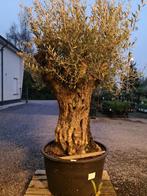 Olijfboom Olea Europaea Bonsai, Ophalen, Olijfboom