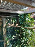 Bandvinken wildkleur en  oranjeband, Animaux & Accessoires, Oiseaux | Oiseaux Autre