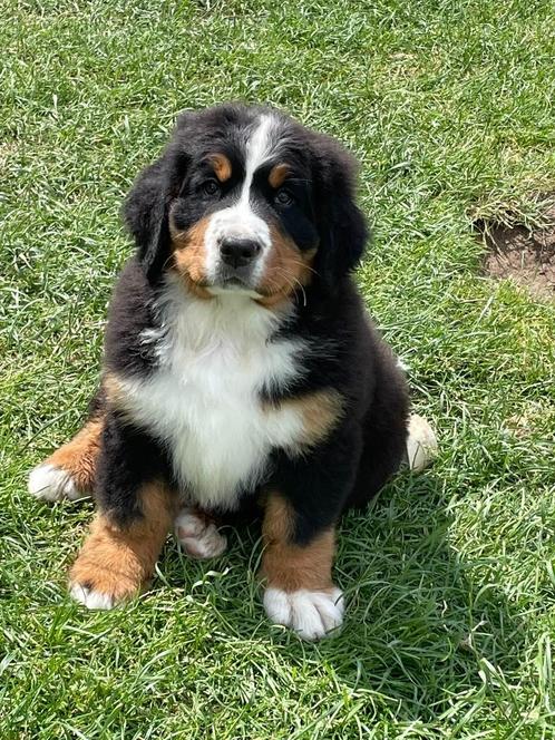 Berner Sennen met stamboom, Dieren en Toebehoren, Honden | Bulldogs, Pinschers en Molossers, Teef, Sennenhond, Fokker | Hobbymatig