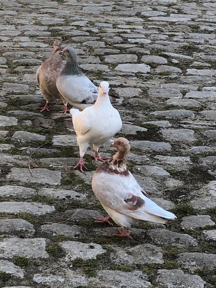 Texan pioneer duif, Dieren en Toebehoren, Pluimvee