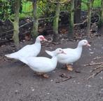 Volledige witte barbarie hennen. 20 euro stuk., Dieren en Toebehoren, Pluimvee