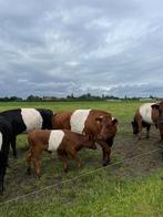 Drachtige Lakenvelder koe met stierkalf, Femelle, 3 à 6 ans