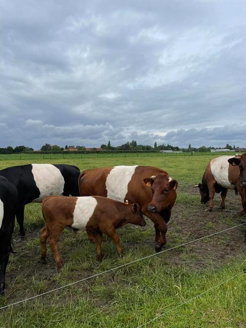 Drachtige Lakenvelder koe met stierkalf, Dieren en Toebehoren, Runderen, Vrouwelijk, 3 tot 6 jaar