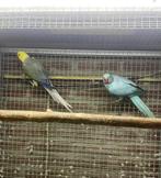 Kweekkoppel opaline wkws halsband parkiet halsbandparkieten, Dieren en Toebehoren, Meerdere dieren, Parkiet, Geringd