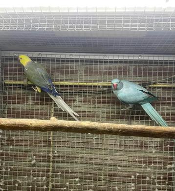 Kweekkoppel opaline wkws halsband parkiet halsbandparkieten  beschikbaar voor biedingen