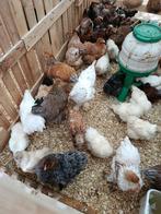 Laatste 5 mooie handtamme padua hennen ( lichtbruin ) 4+1, Dieren en Toebehoren, Pluimvee, Vrouwelijk, Kip
