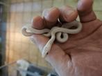 Pantherophis guttatus Palmetto Albinos, Dieren en Toebehoren