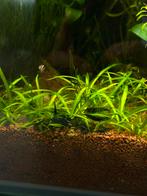 Blue dream neocaridina garnalen, Dieren en Toebehoren, Vissen | Aquariumvissen, Kreeft, Krab of Garnaal, Zoetwatervis