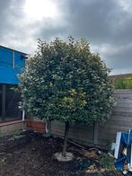 Boompje, Ophalen, Overige soorten, 100 tot 250 cm