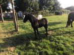 Fries hengstveulen, Dieren en Toebehoren, Paarden, Hengst