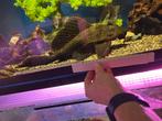 Grote zeilvin pleco, Vis, Zoetwatervis