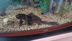 Pleco, Dieren en Toebehoren