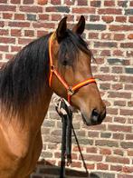 Hongre PRE PP, Cheval de dressage, Hongre, Débourré, 160 à 165 cm