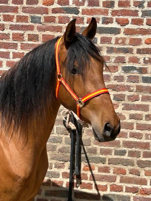 PRE PP ruin, Dieren en Toebehoren, Paarden, Ruin, Zadelmak, 160 tot 165 cm, 3 tot 6 jaar, Dressuurpaard, Met stamboom, Gechipt