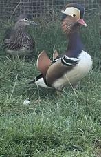 Wild kleur koppel mandrijnen