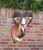 Nouveau ! Tête montée : mouflon, taxidermie, chasse, crâne,, Collections, Collections Animaux, Enlèvement, Animal sauvage, Crâne