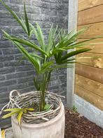 2 Winterharde palmbomen  50cm en 1m hoogte, Tuin en Terras, Ophalen, Vaste plant, Overige soorten