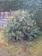 Moet nu weg: Grote rododendron. (Rhododendron), Ophalen, Rhododendron, 100 tot 250 cm