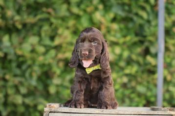 Chiots cockers anglais, Plusieurs, Parvovirose, Belgique, Plusieurs animaux
