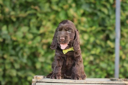 Engelse Cocker pupjes, Dieren en Toebehoren, Honden | Retrievers, Spaniëls en Waterhonden, Meerdere dieren, Spaniël, Fokker | Professioneel