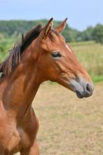 HENGSTVEULEN VAN JACK THE ROBIN XX, Springpaard, Niet van toepassing, 0 tot 2 jaar, Hengst