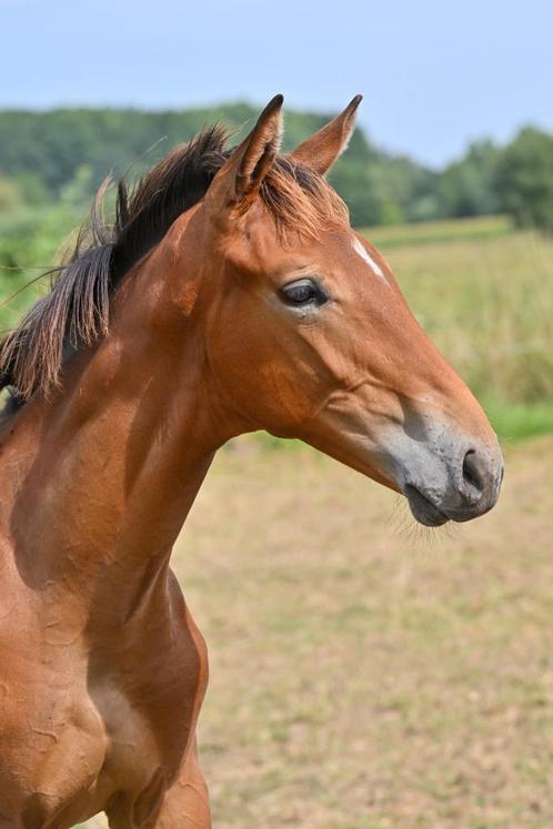 HENGSTVEULEN VAN JACK THE ROBIN XX, Dieren en Toebehoren, Paarden, Hengst, Niet van toepassing, 170 tot 175 cm, 0 tot 2 jaar, Springpaard