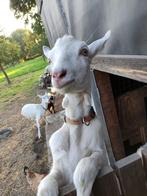 Geiten oppas gezocht, Dieren en Toebehoren, Schapen, Geiten en Varkens, Geit