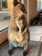 GEZOCHT tam wallaby vrouwtje, Dieren en Toebehoren, Juni, Vrouwelijk