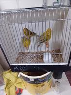 Mooien groote kanaries mannen, Dieren en Toebehoren, Vogels | Kanaries