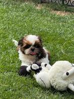 Shih-Tzu pupjes, Dieren en Toebehoren, Honden | Chihuahua's en Gezelschapshonden, België, Overige rassen, CDV (hondenziekte), 8 tot 15 weken