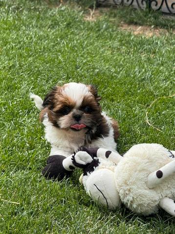 Shih-Tzu pupjes beschikbaar voor biedingen