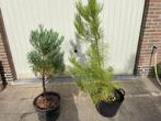 sequoia en zeeden verschillende maten, Tuin en Terras, Planten | Bomen, In pot, Minder dan 100 cm, Halfschaduw, Overige soorten