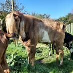 Chèvre nubienne avec stud-book, Animaux & Accessoires, Moutons, Chèvres & Cochons, Mâle, Chèvre, 0 à 2 ans