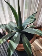 Americana agave, sanseveria, cactus, Ophalen, Cactus