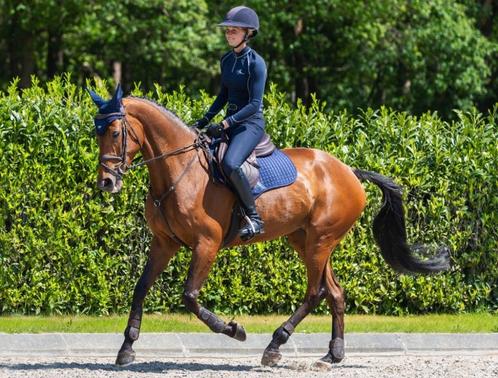 LeMieux Suede cc spring dekje Navy SALE!, Dieren en Toebehoren, Paarden en Pony's | Dekens en Dekjes, Nieuw, Dekje, Ophalen of Verzenden