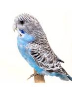 Gezocht gratis tam parkietje, Dieren en Toebehoren, Tam