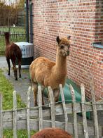 Alpaca merrie, Dieren en Toebehoren, Januari, Vrouwelijk