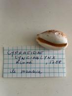 Cypraea, Ophalen of Verzenden