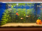 Aquarium, Dieren en Toebehoren, Ophalen, Zo goed als nieuw, Gevuld zoetwateraquarium