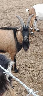 "Bokkie", Dieren en Toebehoren, Schapen, Geiten en Varkens, Mannelijk, Geit, 0 tot 2 jaar