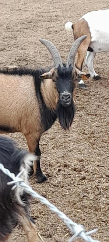 "Bokkie" beschikbaar voor biedingen
